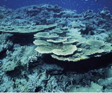 キリバスの美しい珊瑚礁