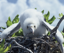 キリバスの鳥